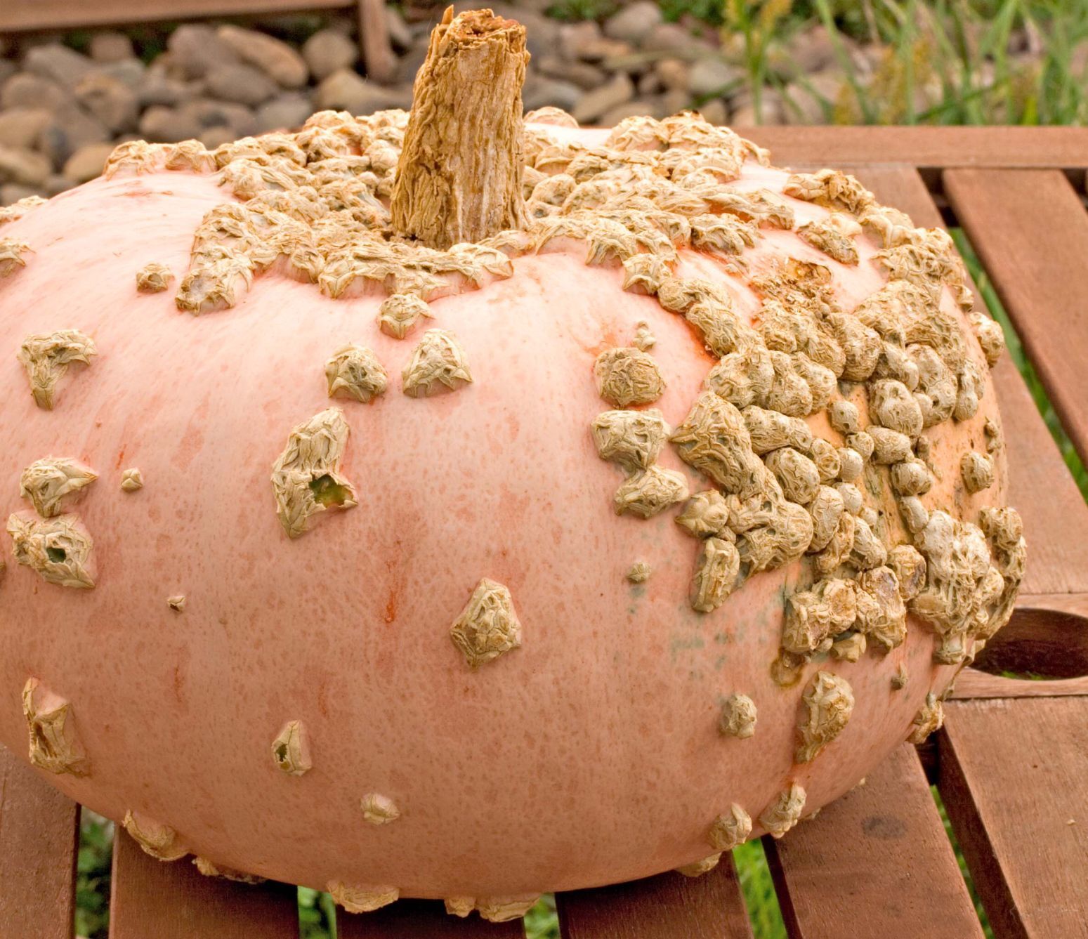 peanut-pumpkin